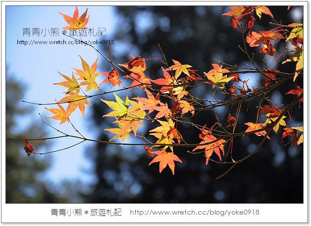 福壽山賞楓》福壽山賞楓一日行~台灣賞楓必去景點 @青青小熊＊旅遊札記