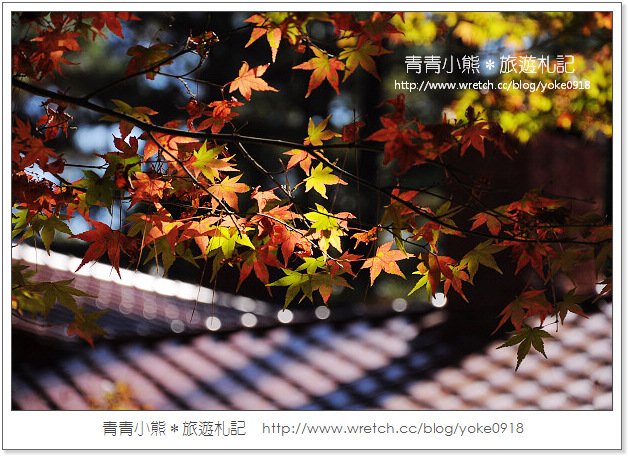福壽山賞楓》福壽山賞楓一日行~台灣賞楓必去景點 @青青小熊＊旅遊札記