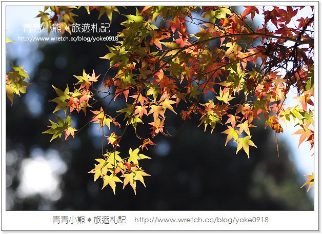 福壽山賞楓》福壽山賞楓一日行~台灣賞楓必去景點 @青青小熊＊旅遊札記