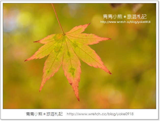 福壽山賞楓》福壽山賞楓一日行~台灣賞楓必去景點 @青青小熊＊旅遊札記