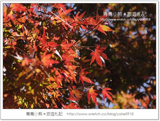 福壽山賞楓》福壽山賞楓一日行~台灣賞楓必去景點 @青青小熊＊旅遊札記