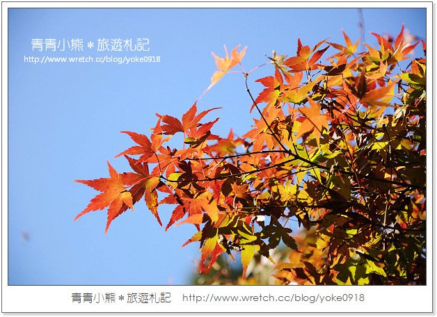 福壽山賞楓》福壽山賞楓一日行~台灣賞楓必去景點 @青青小熊＊旅遊札記