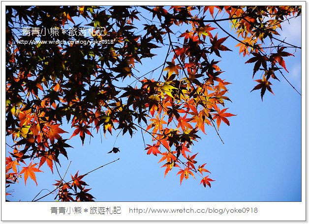 福壽山賞楓》福壽山賞楓一日行~台灣賞楓必去景點 @青青小熊＊旅遊札記