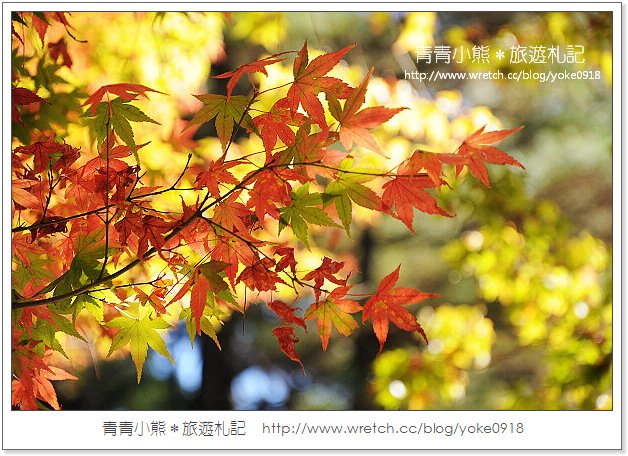 福壽山賞楓》福壽山賞楓一日行~台灣賞楓必去景點 @青青小熊＊旅遊札記