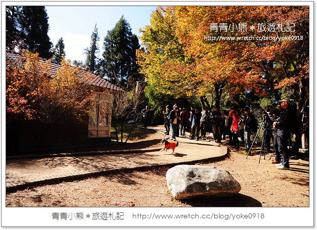福壽山賞楓》福壽山賞楓一日行~台灣賞楓必去景點 @青青小熊＊旅遊札記