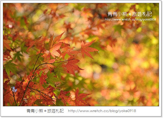 福壽山賞楓》福壽山賞楓一日行~台灣賞楓必去景點 @青青小熊＊旅遊札記
