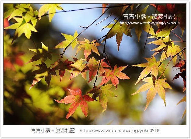 福壽山賞楓》福壽山賞楓一日行~台灣賞楓必去景點 @青青小熊＊旅遊札記