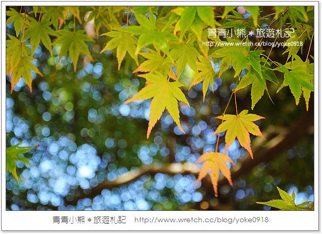 福壽山賞楓》福壽山賞楓一日行~台灣賞楓必去景點 @青青小熊＊旅遊札記