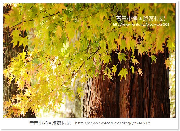 福壽山賞楓》福壽山賞楓一日行~台灣賞楓必去景點 @青青小熊＊旅遊札記