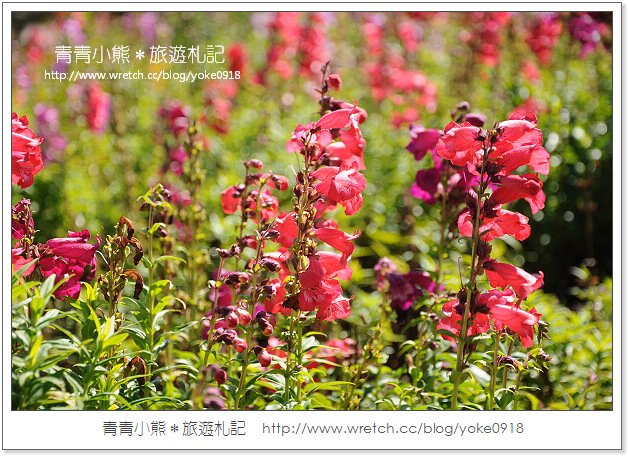 福壽山賞楓》福壽山賞楓一日行~台灣賞楓必去景點 @青青小熊＊旅遊札記