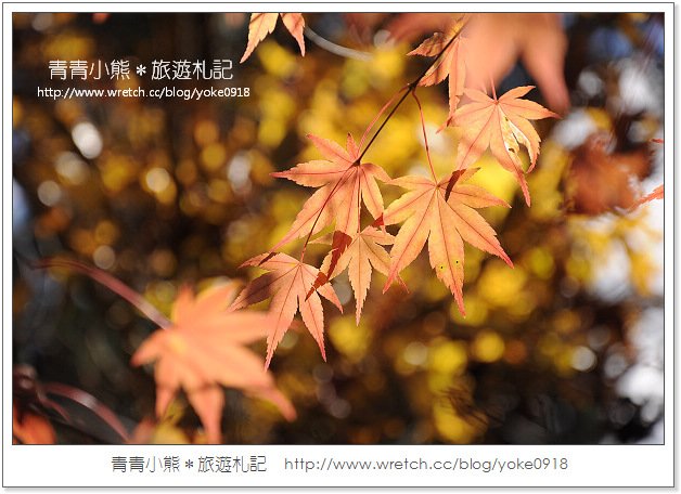 福壽山賞楓》福壽山賞楓一日行~台灣賞楓必去景點 @青青小熊＊旅遊札記