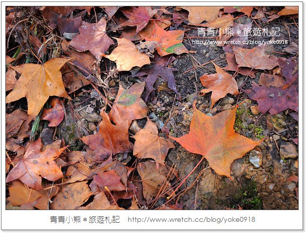 福壽山賞楓》福壽山賞楓一日行~台灣賞楓必去景點 @青青小熊＊旅遊札記