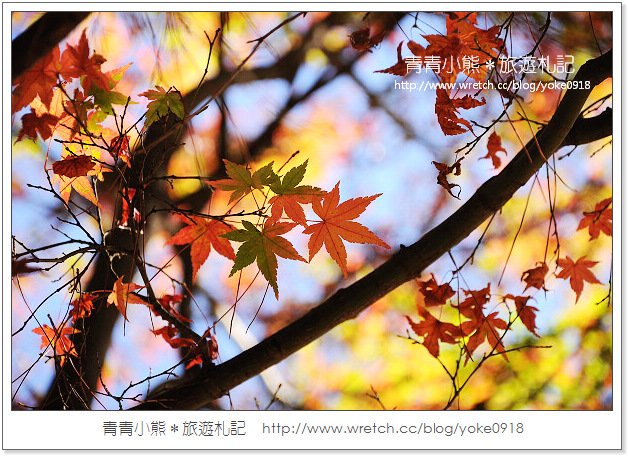福壽山賞楓》福壽山賞楓一日行~台灣賞楓必去景點 @青青小熊＊旅遊札記