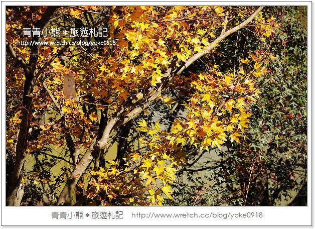 福壽山賞楓》福壽山賞楓一日行~台灣賞楓必去景點 @青青小熊＊旅遊札記