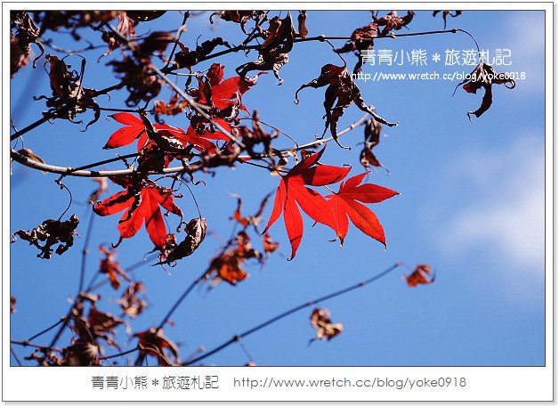 福壽山賞楓》福壽山賞楓一日行~台灣賞楓必去景點 @青青小熊＊旅遊札記