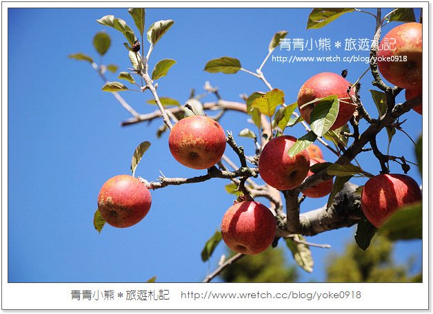 福壽山賞楓》福壽山賞楓一日行~台灣賞楓必去景點 @青青小熊＊旅遊札記