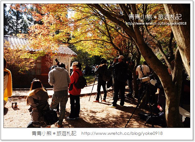 福壽山賞楓》福壽山賞楓一日行~台灣賞楓必去景點 @青青小熊＊旅遊札記