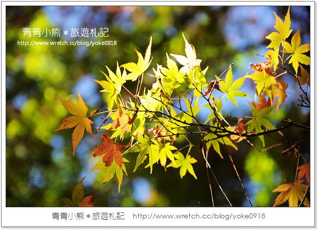 福壽山賞楓》福壽山賞楓一日行~台灣賞楓必去景點 @青青小熊＊旅遊札記