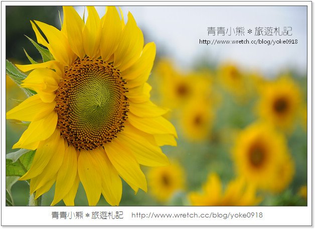 2012我與花海的美麗相遇.桃園路邊花海 @青青小熊*旅遊札記