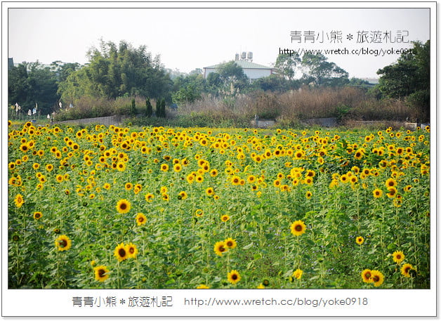 2012我與花海的美麗相遇．桃園路邊花海 @青青小熊＊旅遊札記