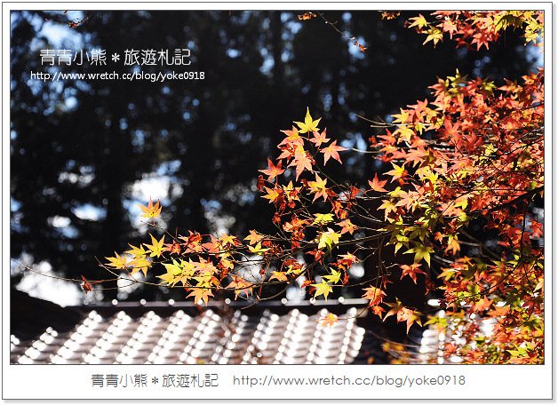 福壽山賞楓》福壽山賞楓一日行~台灣賞楓必去景點 @青青小熊＊旅遊札記