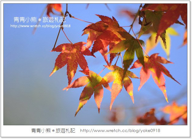 福壽山賞楓》福壽山賞楓一日行~台灣賞楓必去景點 @青青小熊＊旅遊札記
