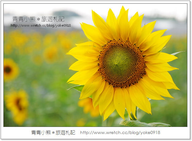 2012我與花海的美麗相遇.桃園路邊花海 @青青小熊*旅遊札記