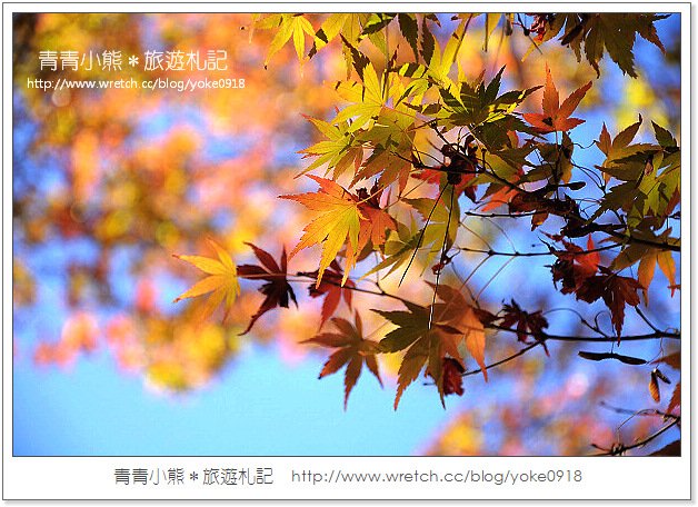 福壽山賞楓》福壽山賞楓一日行~台灣賞楓必去景點 @青青小熊＊旅遊札記