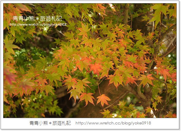 福壽山賞楓》福壽山賞楓一日行~台灣賞楓必去景點 @青青小熊＊旅遊札記