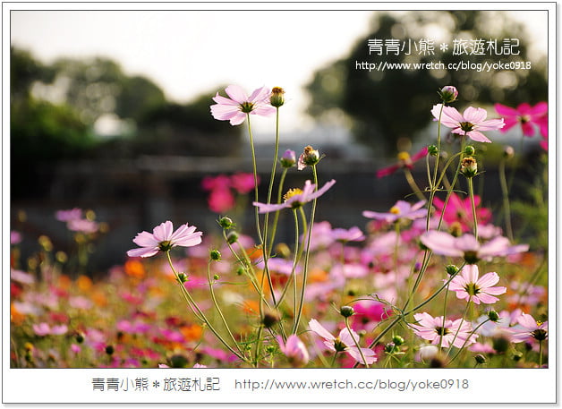 2012我與花海的美麗相遇．桃園路邊花海 @青青小熊＊旅遊札記