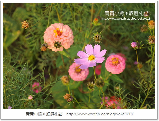 2012我與花海的美麗相遇.桃園路邊花海 @青青小熊*旅遊札記
