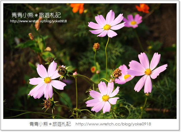 2012我與花海的美麗相遇.桃園路邊花海 @青青小熊*旅遊札記