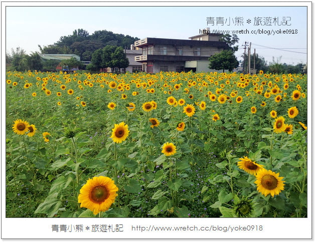 2012我與花海的美麗相遇.桃園路邊花海 @青青小熊*旅遊札記