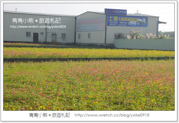 2012我與花海的美麗相遇．桃園路邊花海 @青青小熊＊旅遊札記