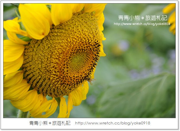 2012我與花海的美麗相遇．桃園路邊花海 @青青小熊＊旅遊札記