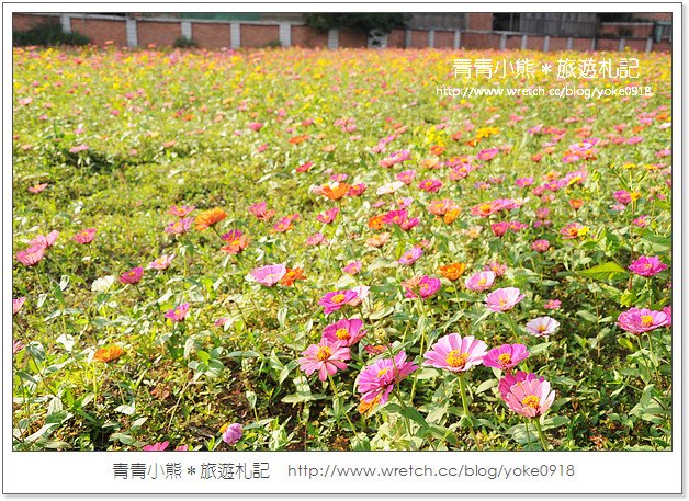 2012我與花海的美麗相遇.桃園路邊花海 @青青小熊*旅遊札記