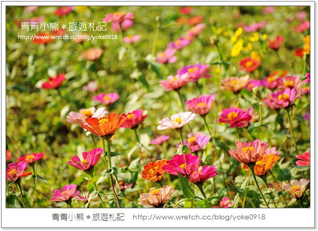 2012我與花海的美麗相遇．桃園路邊花海 @青青小熊＊旅遊札記