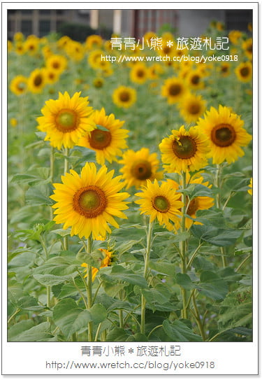 2012我與花海的美麗相遇.桃園路邊花海 @青青小熊*旅遊札記