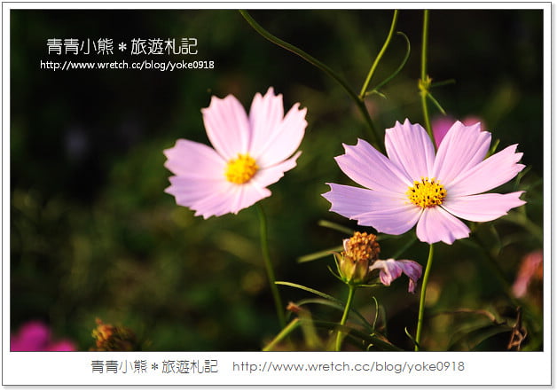 2012我與花海的美麗相遇.桃園路邊花海 @青青小熊*旅遊札記