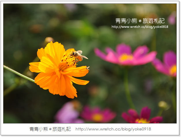 2012我與花海的美麗相遇．桃園路邊花海 @青青小熊＊旅遊札記