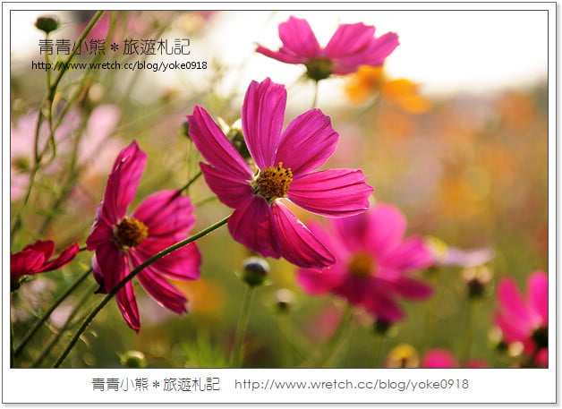 2012我與花海的美麗相遇.桃園路邊花海 @青青小熊*旅遊札記