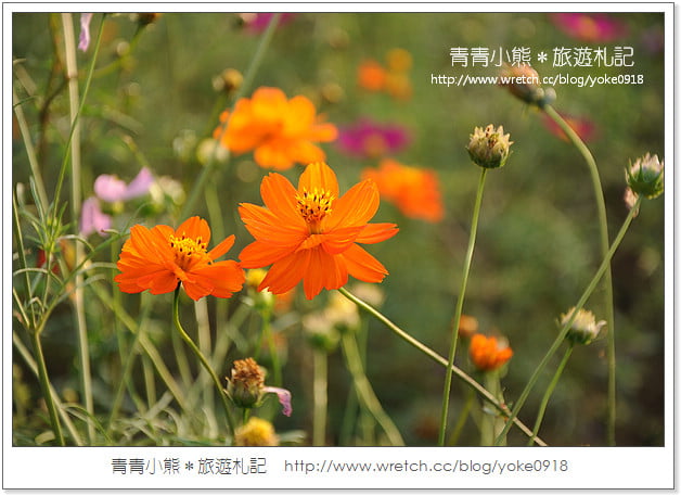2012我與花海的美麗相遇．桃園路邊花海 @青青小熊＊旅遊札記