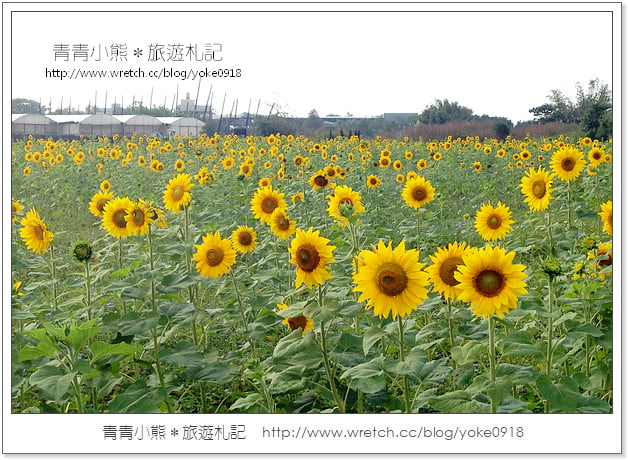 2012我與花海的美麗相遇.桃園路邊花海 @青青小熊*旅遊札記