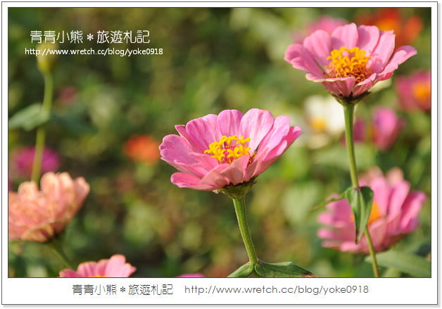 2012我與花海的美麗相遇.桃園路邊花海 @青青小熊*旅遊札記