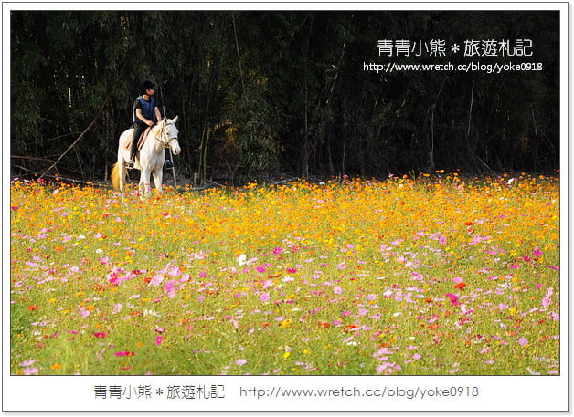 2012我與花海的美麗相遇．桃園路邊花海 @青青小熊＊旅遊札記