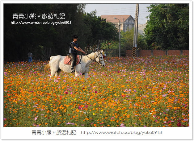 2012我與花海的美麗相遇.桃園路邊花海 @青青小熊*旅遊札記