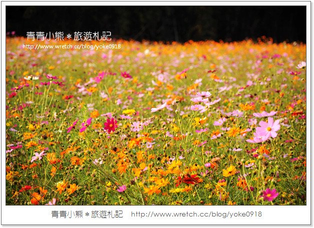 2012我與花海的美麗相遇.桃園路邊花海 @青青小熊*旅遊札記