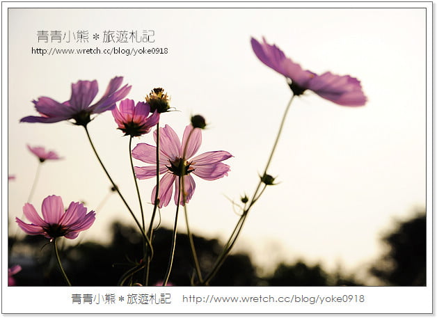 2012我與花海的美麗相遇.桃園路邊花海 @青青小熊*旅遊札記