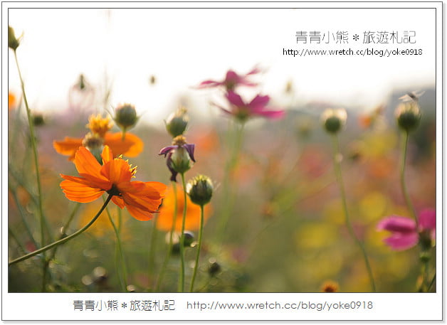 2012我與花海的美麗相遇.桃園路邊花海 @青青小熊*旅遊札記