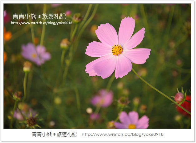 2012我與花海的美麗相遇.桃園路邊花海 @青青小熊*旅遊札記